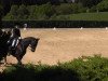 dressage horse Wilson 63 (KWPN (Royal Dutch Sporthorse), 2003, from Haarlem)