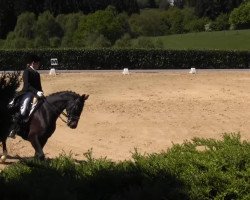 dressage horse Wilson 63 (KWPN (Royal Dutch Sporthorse), 2003, from Haarlem)