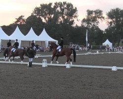 dressage horse Degenhard-Dagob (Westphalian, 2006, from Dancing Dynamite)