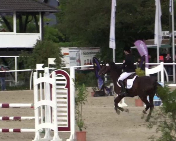 jumper Corum 3 (German Riding Pony, 2005, from Caracas)