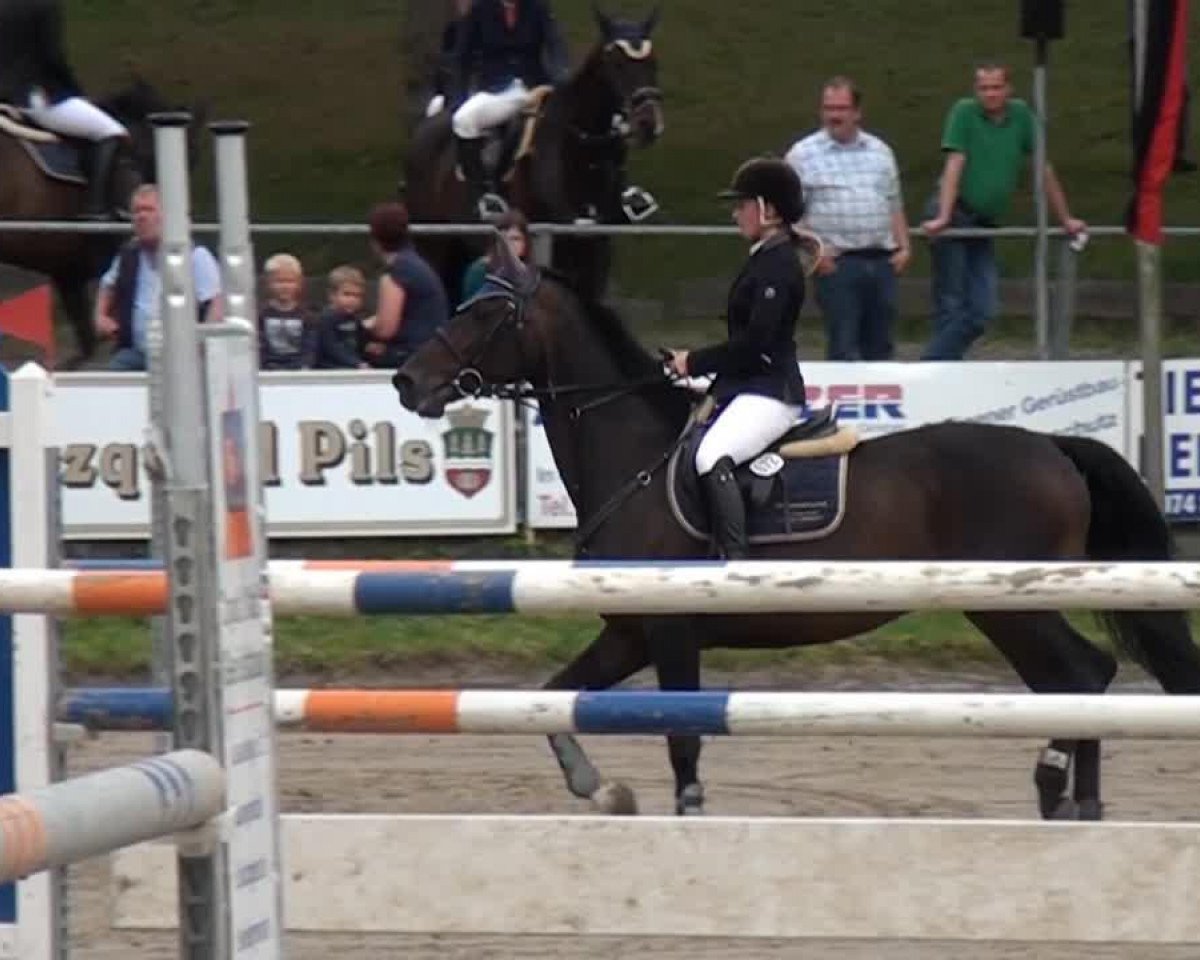 Springpferd Ramira 306 (Holsteiner, 2001, von Ramirado)