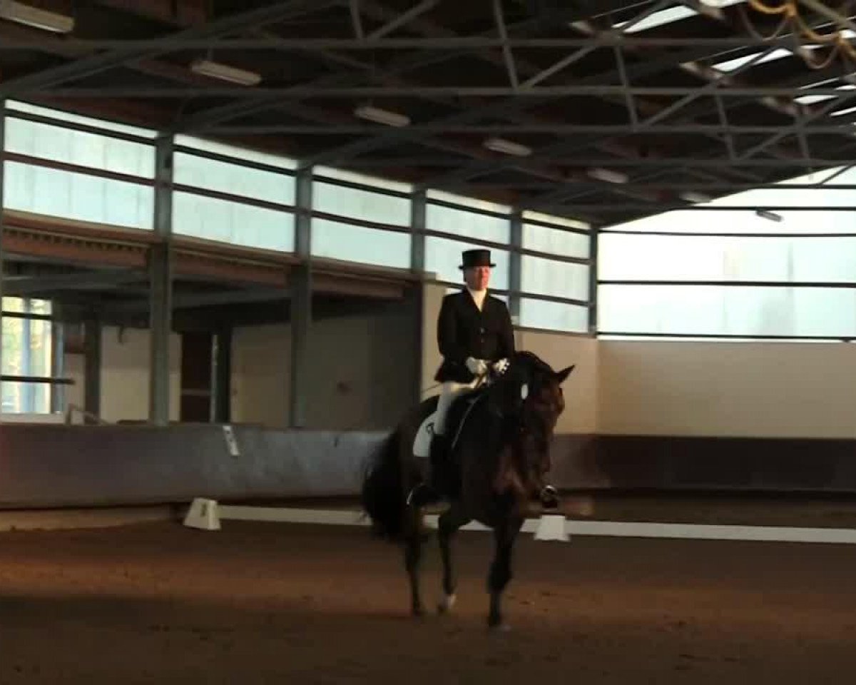 dressage horse Baumann's Fangio (Westphalian, 2003, from Farewell II)
