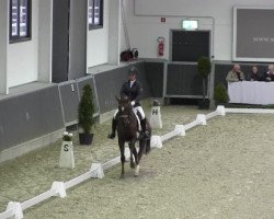 dressage horse Fenomen H (Rhinelander, 2002, from Fidermark)