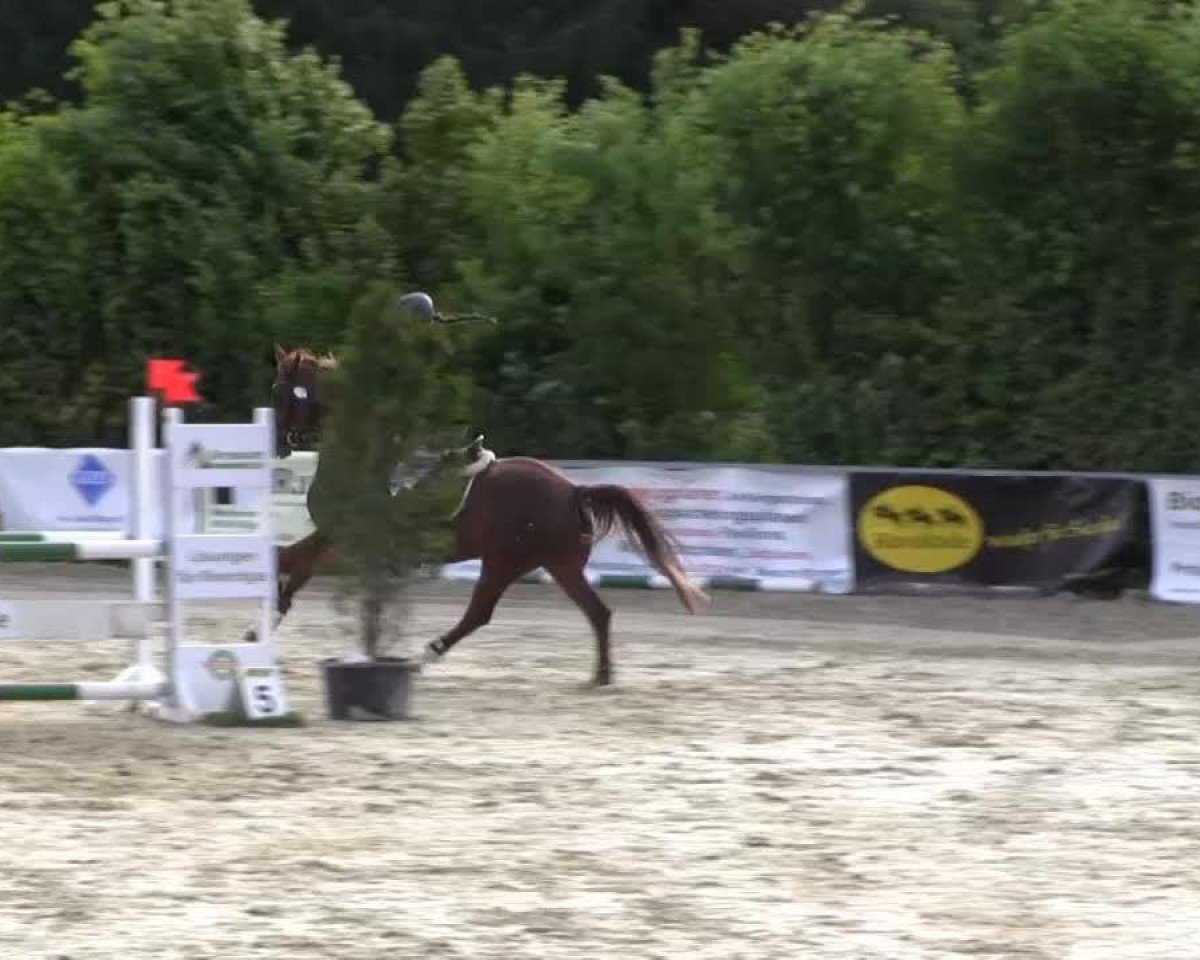 Zuchtstute Felicity 19 (Westfale, 2006, von Fidertanz)