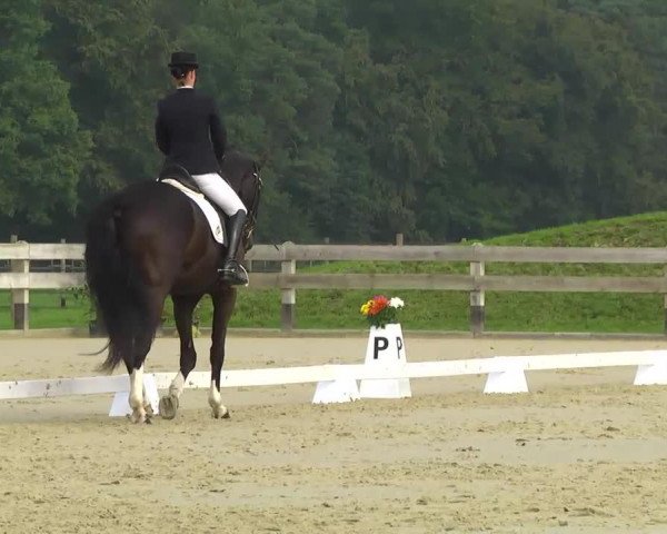 dressage horse Falkenauge 7 (Hessian Warmblood, 2002, from Flammengold)