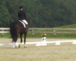 dressage horse Falkenauge 7 (Hessian Warmblood, 2002, from Flammengold)