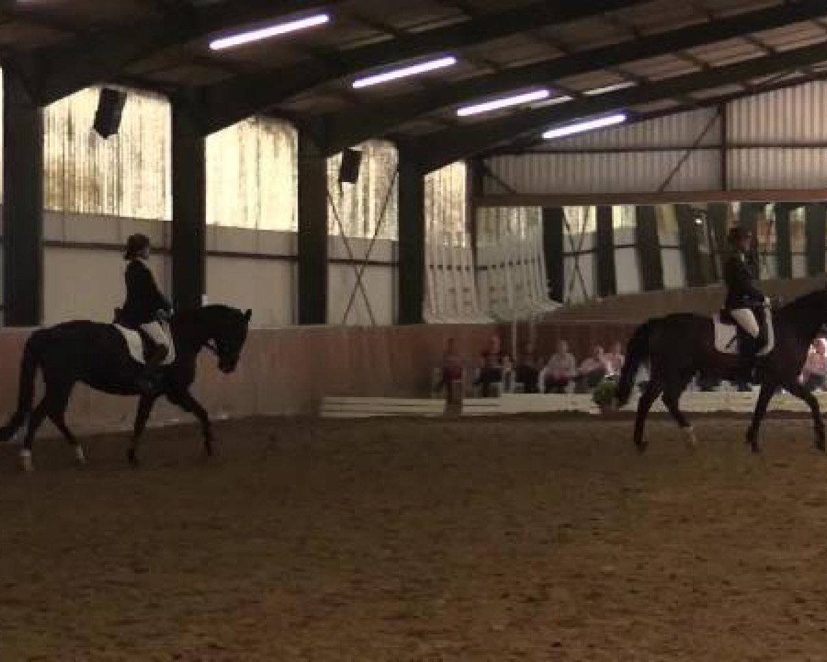 dressage horse Ams Concord (German Riding Pony, 1996, from Amarillys Sensation D)
