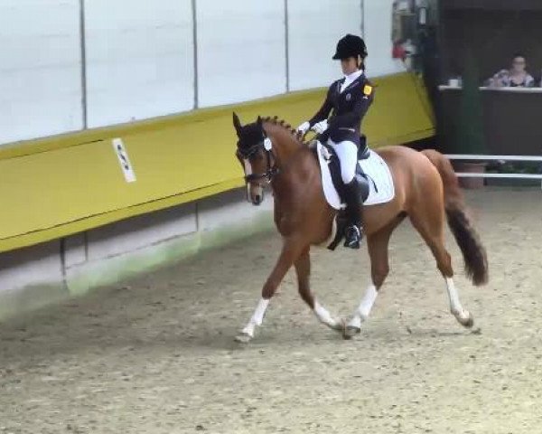 dressage horse Chantre's Held (German Riding Pony, 2003, from Chantre B)