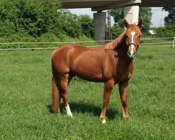 Springpferd Pino (Deutsches Reitpferd, 2010, von Amor)