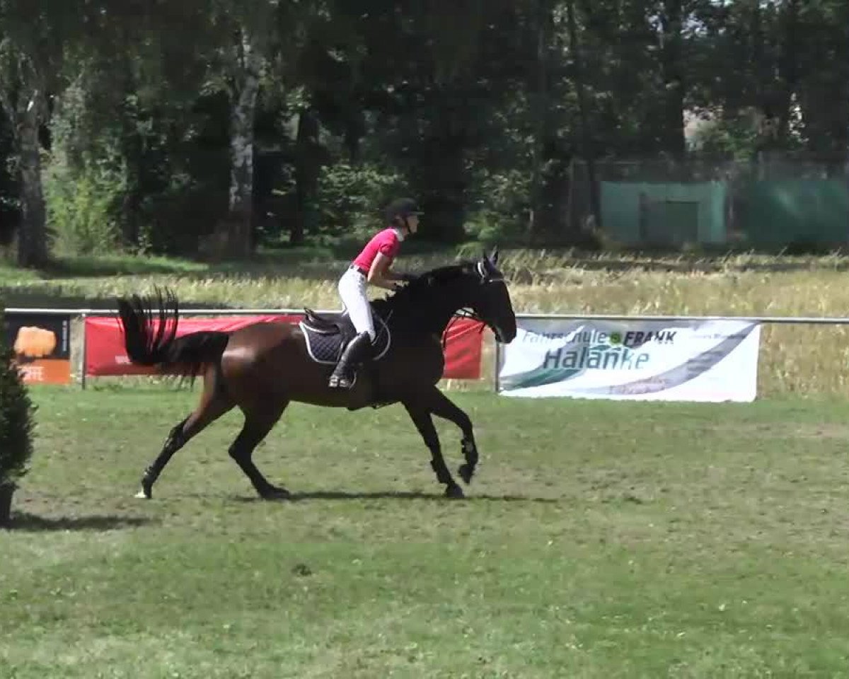 Springpferd Capo 18 (Zangersheide Reitpferd, 2003, von Canabis Z)