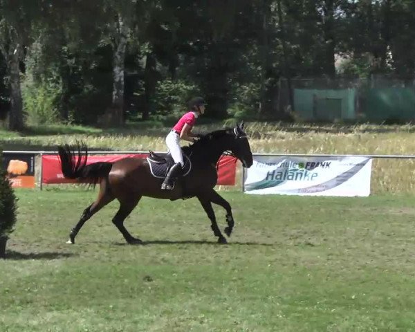 jumper Capo 18 (Zangersheide riding horse, 2003, from Canabis Z)