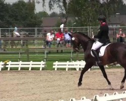 dressage horse Pandor 40 (KWPN (Royal Dutch Sporthorse), 1997, from Elcaro)