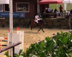 jumper Odriaan (KWPN (Royal Dutch Sporthorse), 1996, from Jacorde)