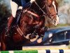 jumper Eric B (Hanoverian, 2004, from Escudo I)