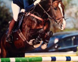 jumper Eric B (Hanoverian, 2004, from Escudo I)