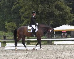 dressage horse Paco 167 (Westphalian, 1997, from Phoenix)