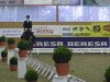 dressage horse Fairness 134 (Westphalian, 2004, from Floresco NRW)