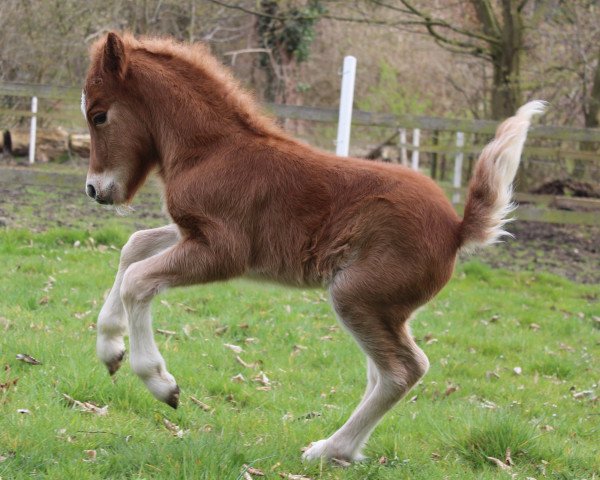 stallion Giotto aus dem Wendland (Shetland Pony, 2015, from Georg)