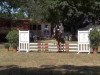 stallion Lemberg (German Riding Pony, 1996, from Lukas)