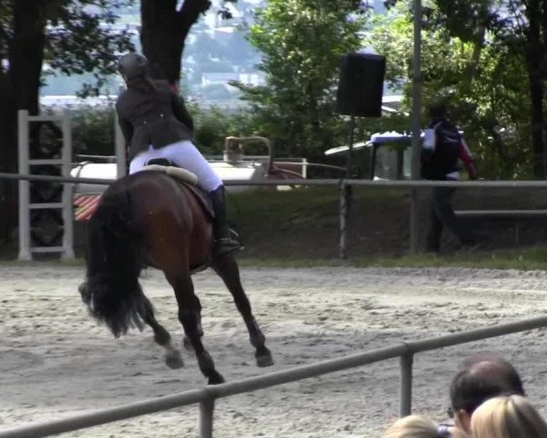 broodmare Aquilina (Hessian Warmblood, 2000, from Aquilino)