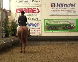 dressage horse Caido del Cielo (Rhinelander, 2006, from Christoph Columbus)