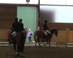 dressage horse Nagano's Boy Flying Dream (German Riding Pony, 2002, from Nagano)