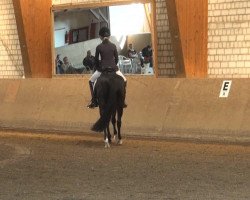 dressage horse Deja Vu 64 (German Riding Pony, 2004, from Der feine Lord AT)