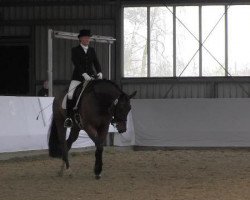 dressage horse Eastwood 17 (Westphalian, 2005, from Ehrenpreis)