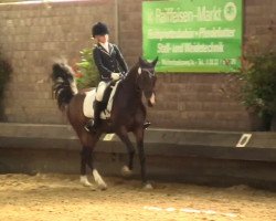 dressage horse Castello (German Riding Pony, 1999, from Fs Chiwago)