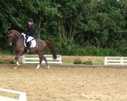 dressage horse Camillo (German Riding Pony, 2003, from Carlson)