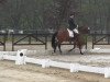 dressage horse Camelot (German Riding Pony, 2002, from Carlson)