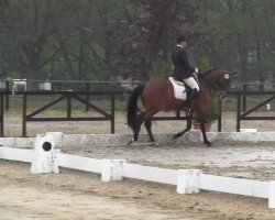 dressage horse Camelot (German Riding Pony, 2002, from Carlson)