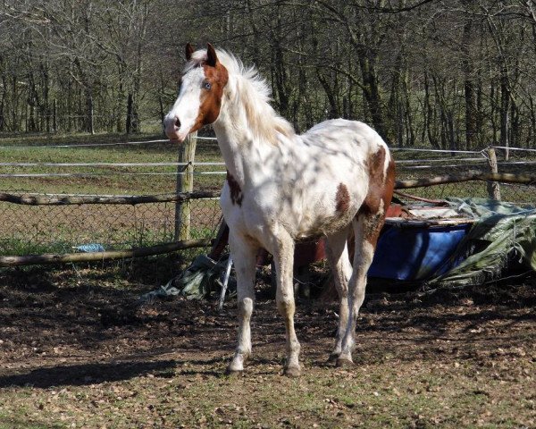 Zuchtstute Gypsi-Blue (Quarter Horse, 2013)