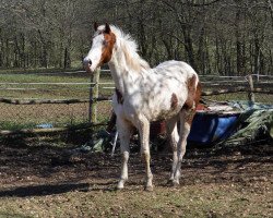 broodmare Gypsi-Blue (Quarter Horse, 2013)