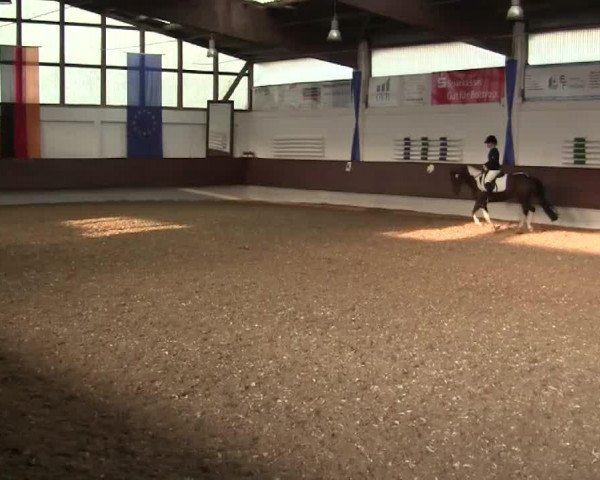 dressage horse Beaujoulais (Westphalian, 2001, from Beltain)