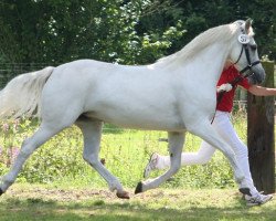 Zuchtstute Kinzighausen Hazy Manderley (Connemara-Pony, 2004, von Frederiksminde Hazy Marvel 8 C)