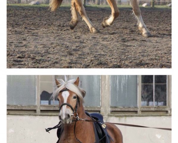 dressage horse Gespann Haflinger (Haflinger, 2011, from Ahnengold)