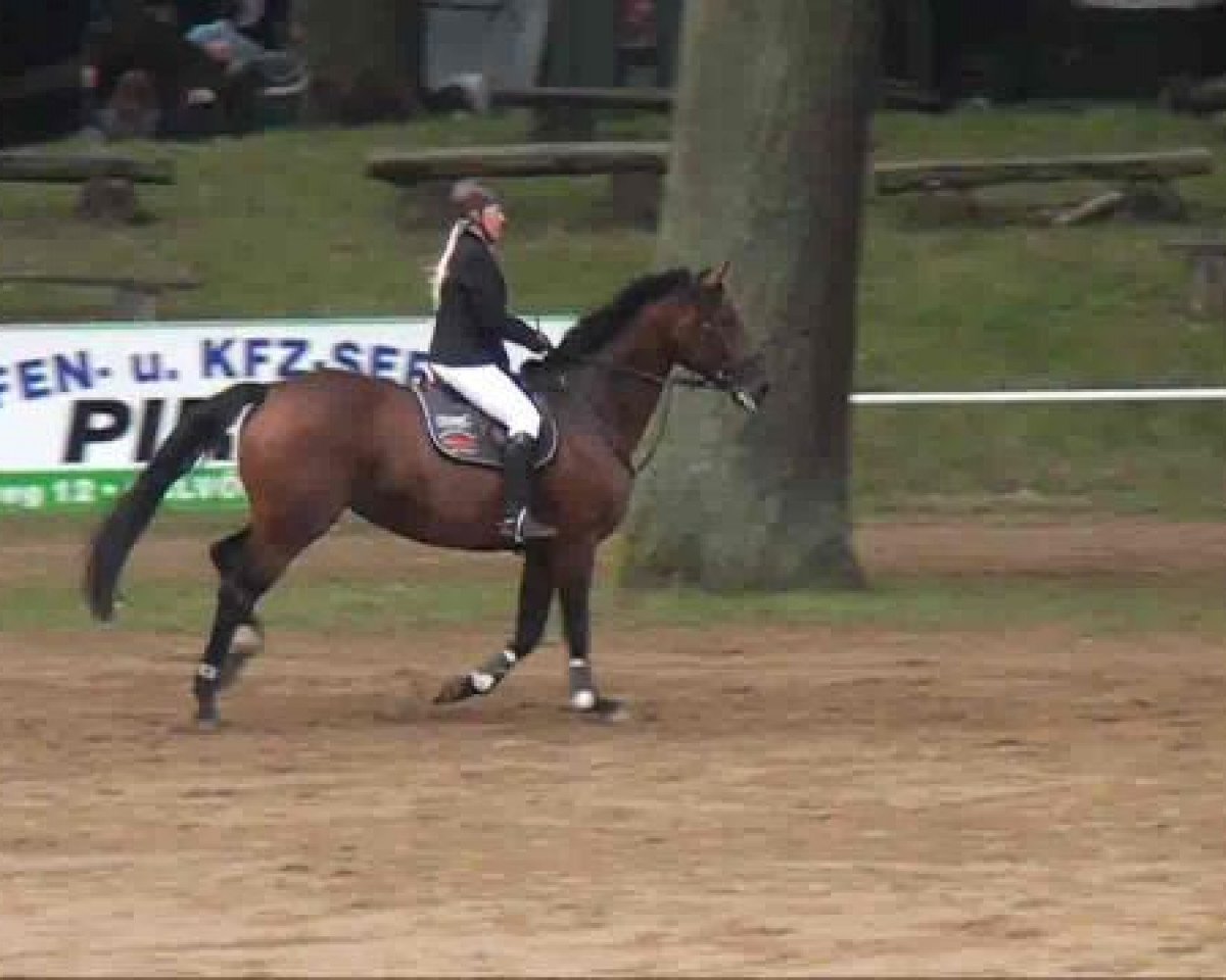 jumper Acodetta (German Sport Horse, 2005, from Acodetto I)