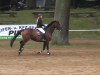 jumper Acodetta (German Sport Horse, 2005, from Acodetto I)