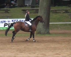 jumper Acodetta (German Sport Horse, 2005, from Acodetto I)