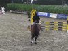 horse Quinney Z (Zangersheide riding horse, 2000, from Quilot Z)