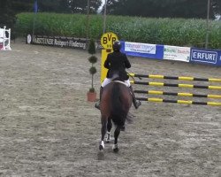 horse Quinney Z (Zangersheide riding horse, 2000, from Quilot Z)