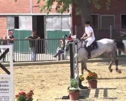 broodmare Baloutina (Oldenburg show jumper, 2005, from Baloubet du Rouet)