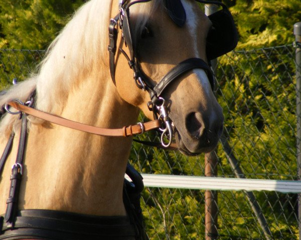 dressage horse Prinzessin Lillifee 5 (Pony without race description, 2006, from Unbekannt PONY)