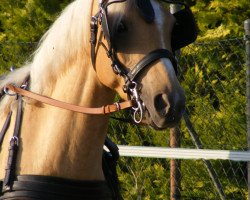 dressage horse Prinzessin Lillifee 5 (Pony without race description, 2006, from Unbekannt PONY)