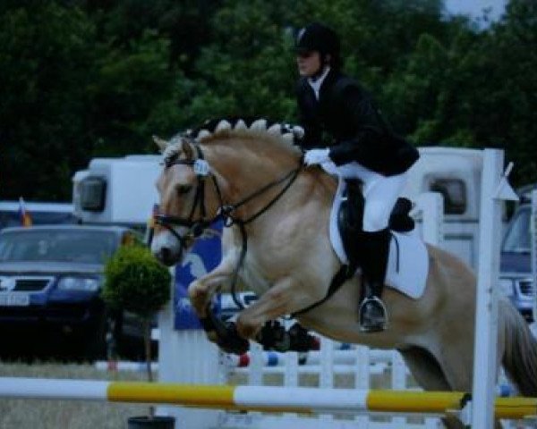 dressage horse Prinz 1005 (Fjord Horse, 1997, from Fridolin)