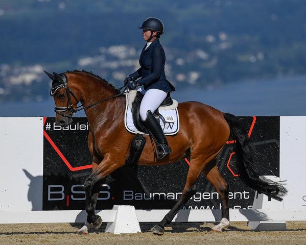 dressage horse Roccolina (Hanoverian, 2015, from Rocco Granata)