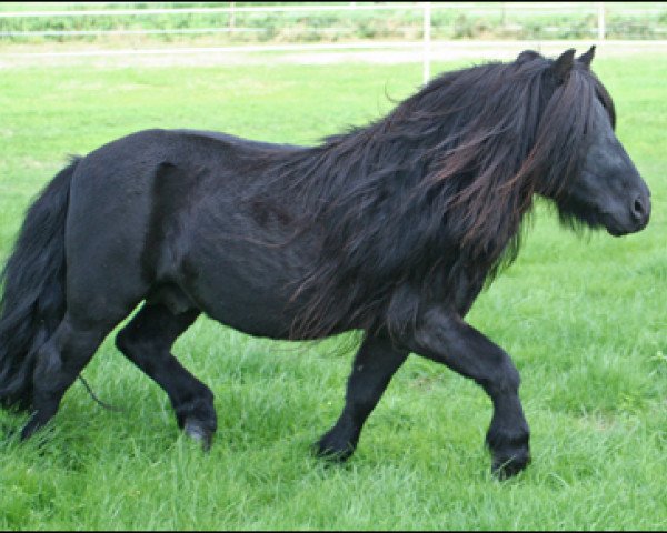 Deckhengst Janus v. St. Geerhof (Shetland Pony,  , von Charmeur v.d. Bloemhof)