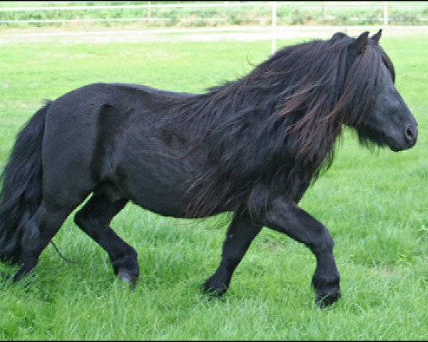 stallion Janus v. St. Geerhof (Shetland Pony,  , from Charmeur v.d. Bloemhof)