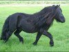 Deckhengst Janus v. St. Geerhof (Shetland Pony,  , von Charmeur v.d. Bloemhof)